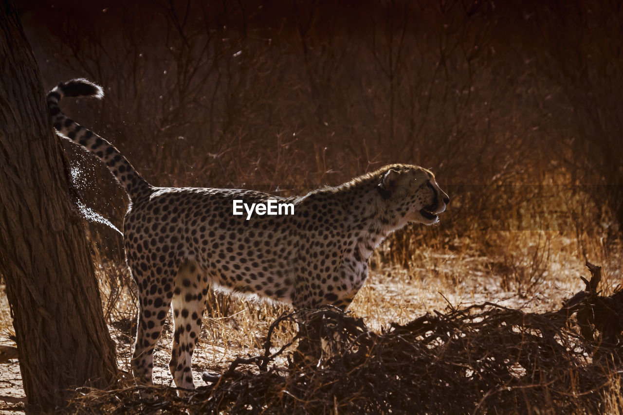 close-up of cheetah on field