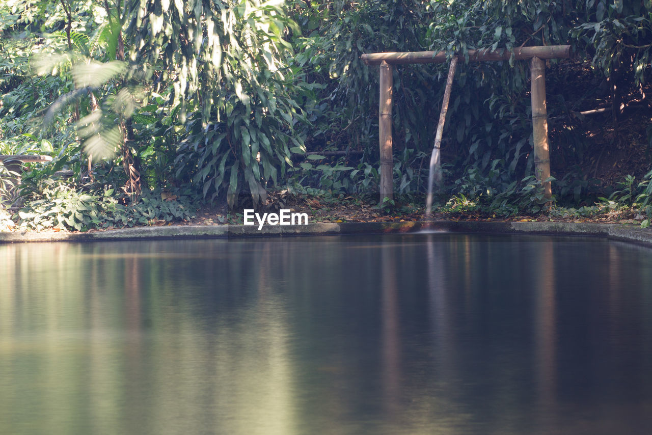 TREES BY WATER