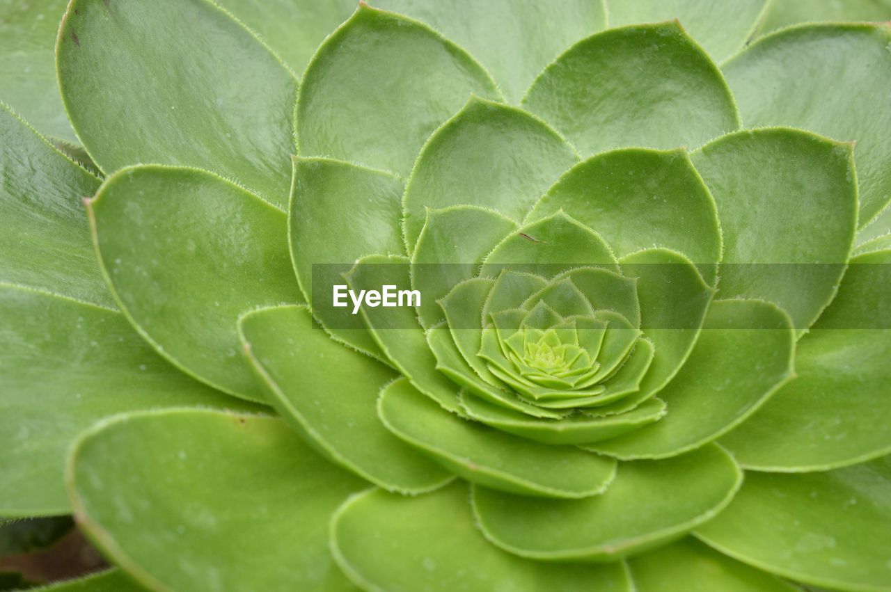 CLOSE-UP OF GREEN LEAVES