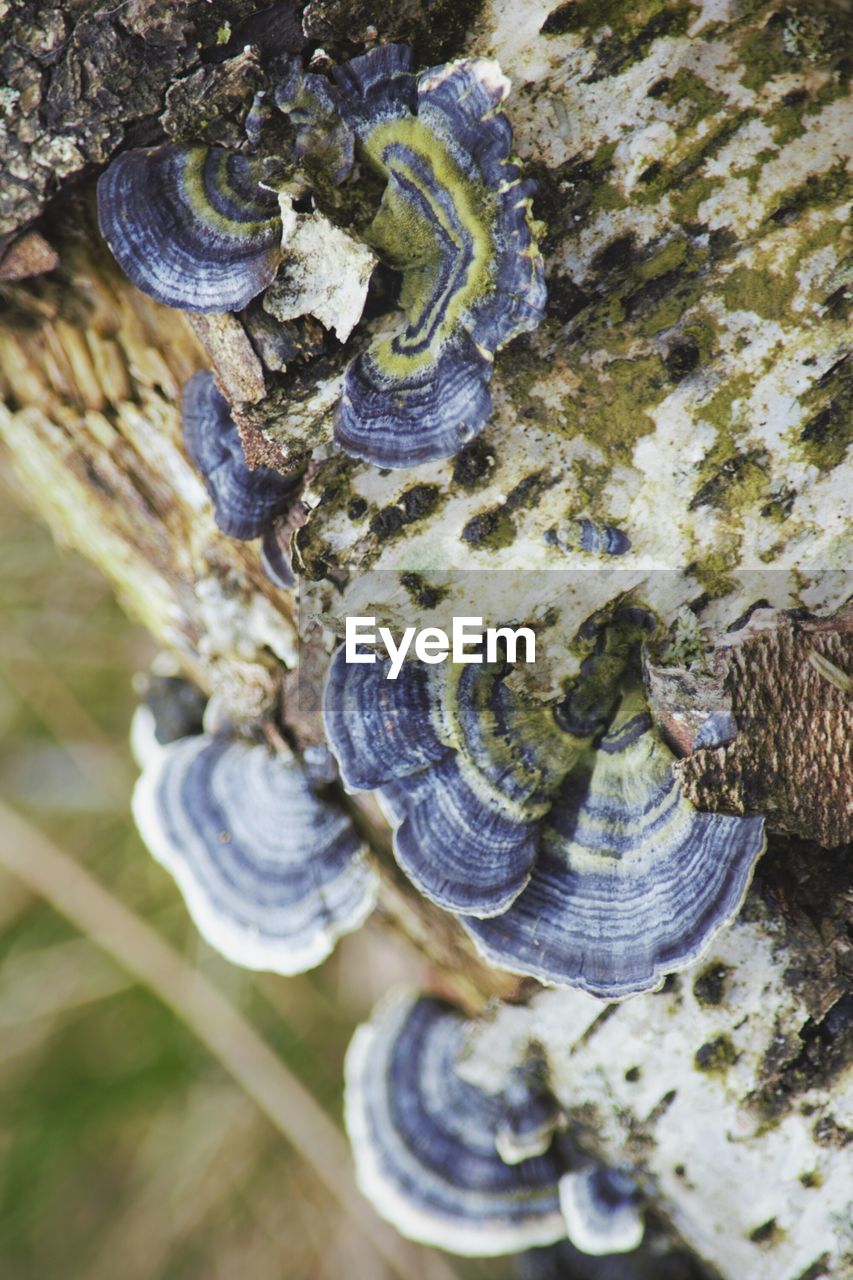 Close-up of fungus growing on tree