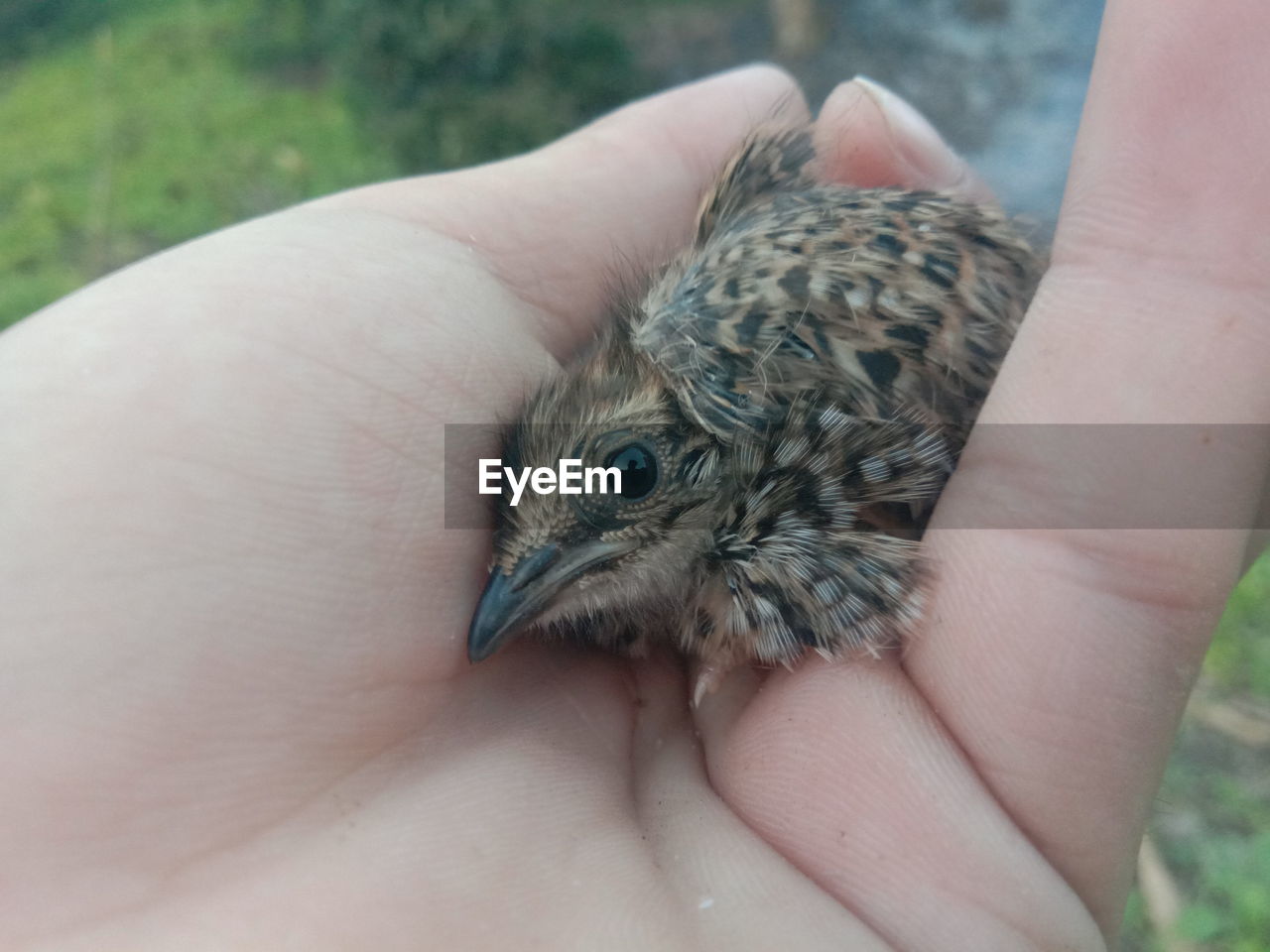 CROPPED IMAGE OF HAND HOLDING SMALL BIRD