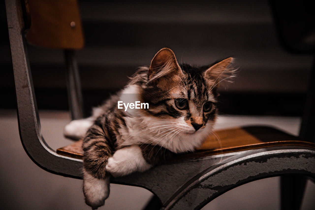 PORTRAIT OF CAT RELAXING ON CHAIR