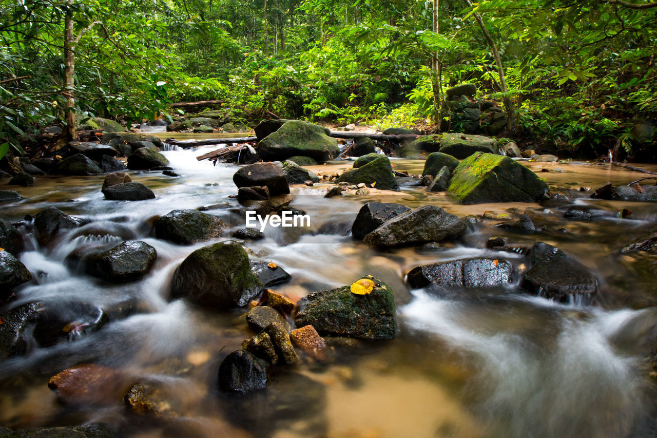 Stream flowing through rocks in forest