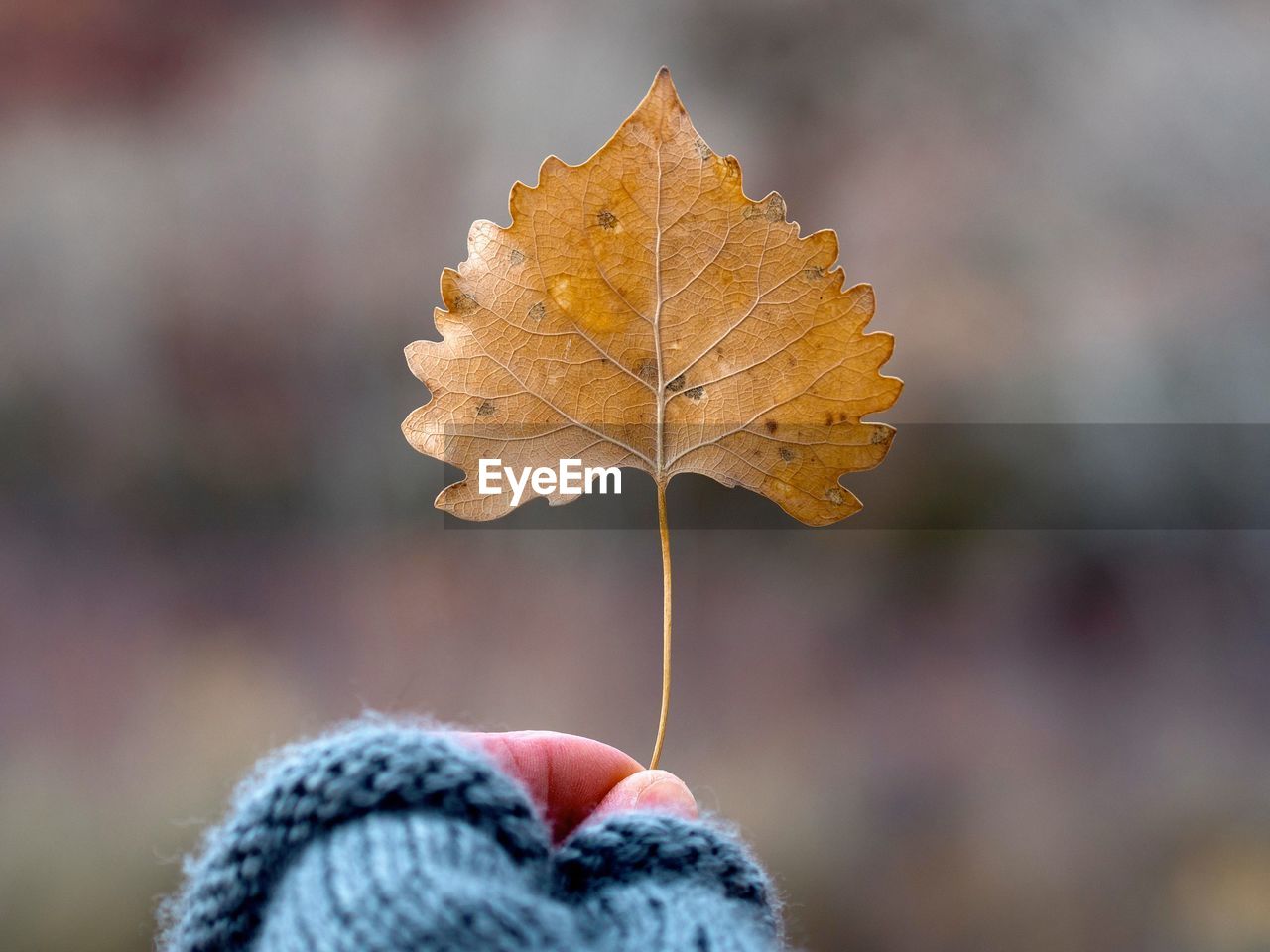 CLOSE-UP OF PERSON HOLDING DRY MAPLE LEAF