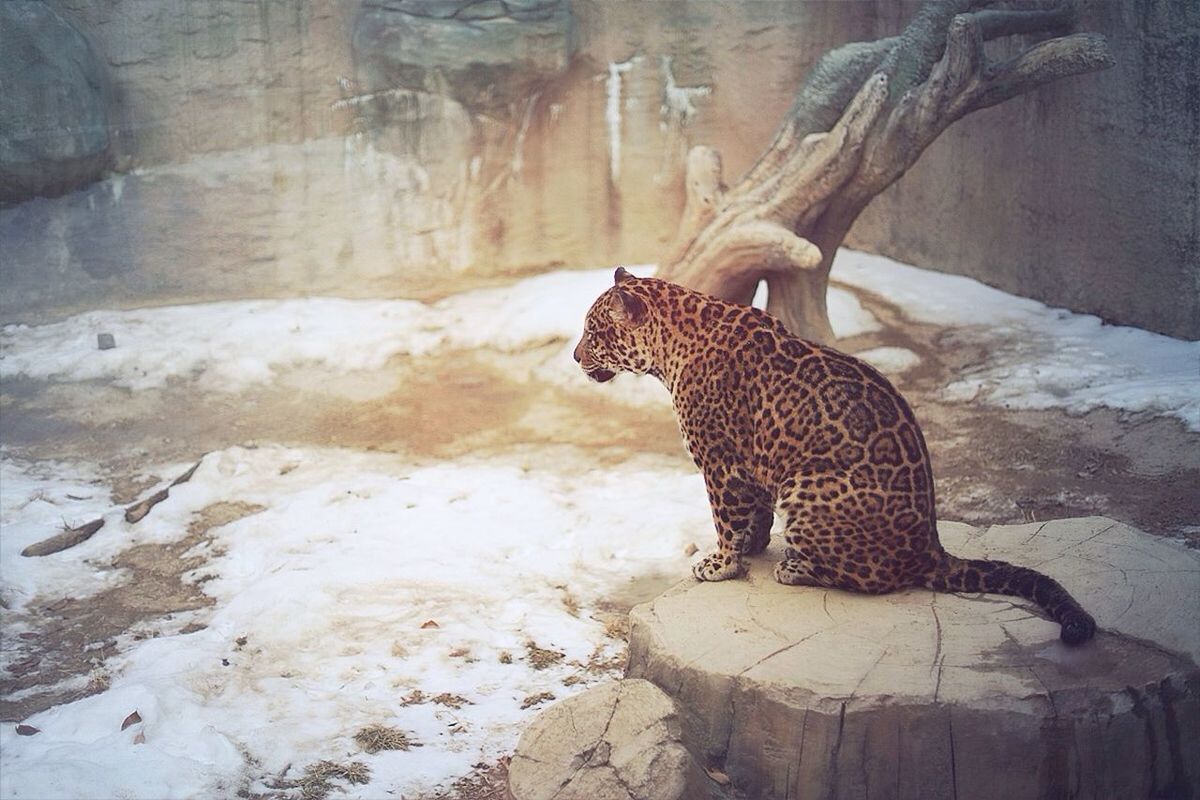 Jaguar sitting in childrens grand park