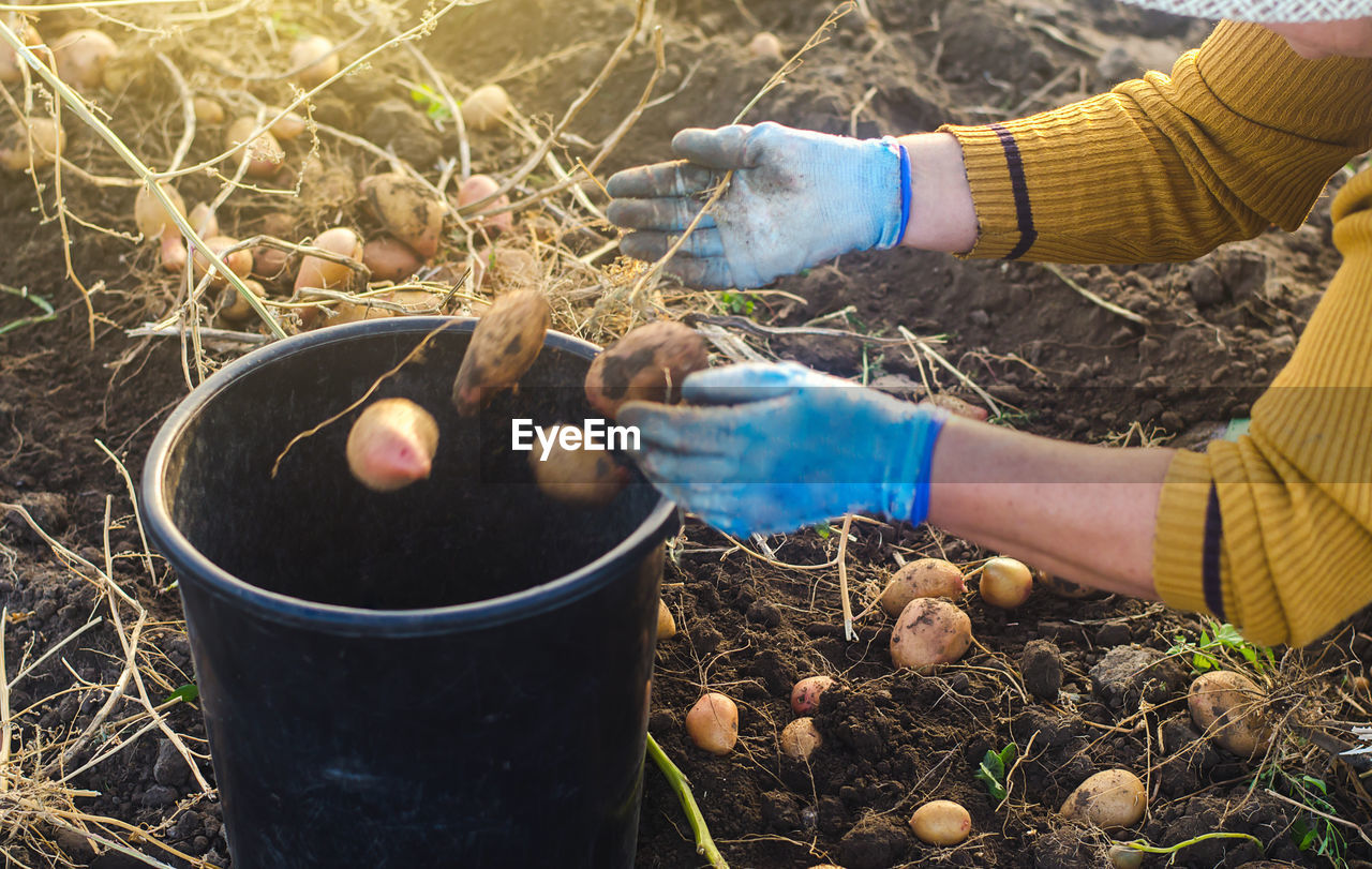 A farmer woman collects potatoes in a bucket. work in the farm field. pick, sort and pack vegetables