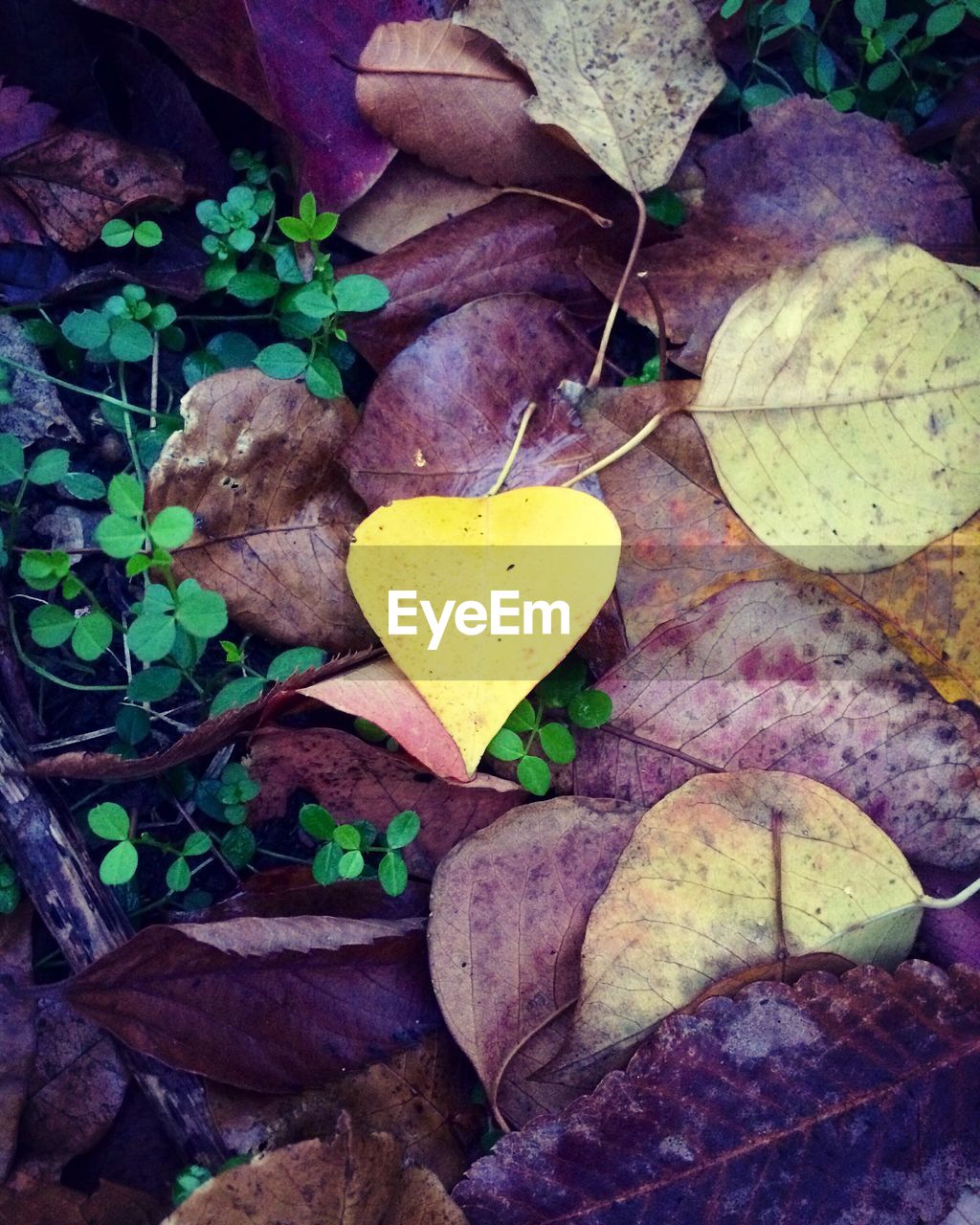 LEAVES IN A PARK