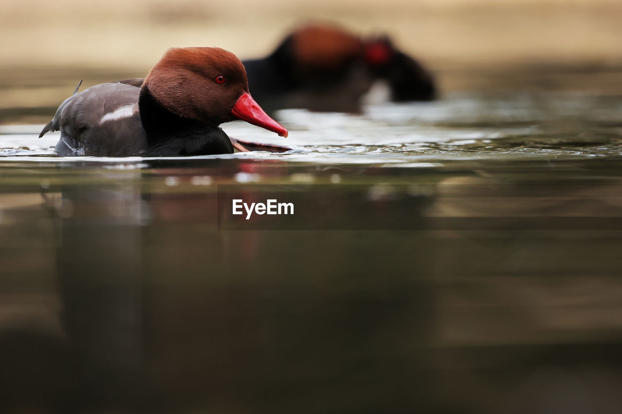 water, reflection, animal themes, animal, bird, duck, selective focus, swimming, wildlife, animal wildlife, water bird, one animal, nature, lake, morning, day, outdoors, close-up