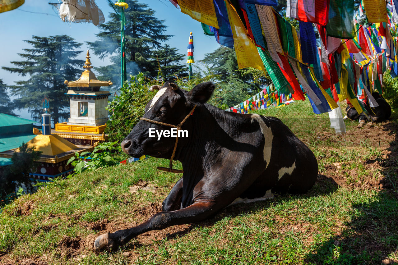 Cow under buddhist prayer flags on kora around tsuglagkhang mcleod ganj, himachal pradesh, india