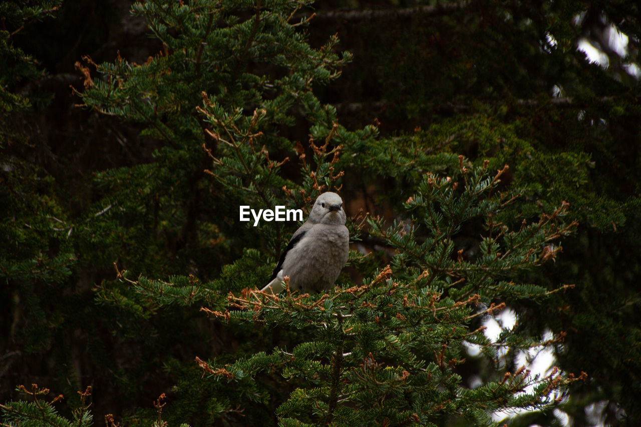 animal, animal themes, animal wildlife, wildlife, tree, plant, nature, bird, one animal, forest, branch, perching, no people, natural environment, woodland, bird of prey, green, rainforest, jungle, autumn, outdoors, wilderness, leaf, land, day, growth