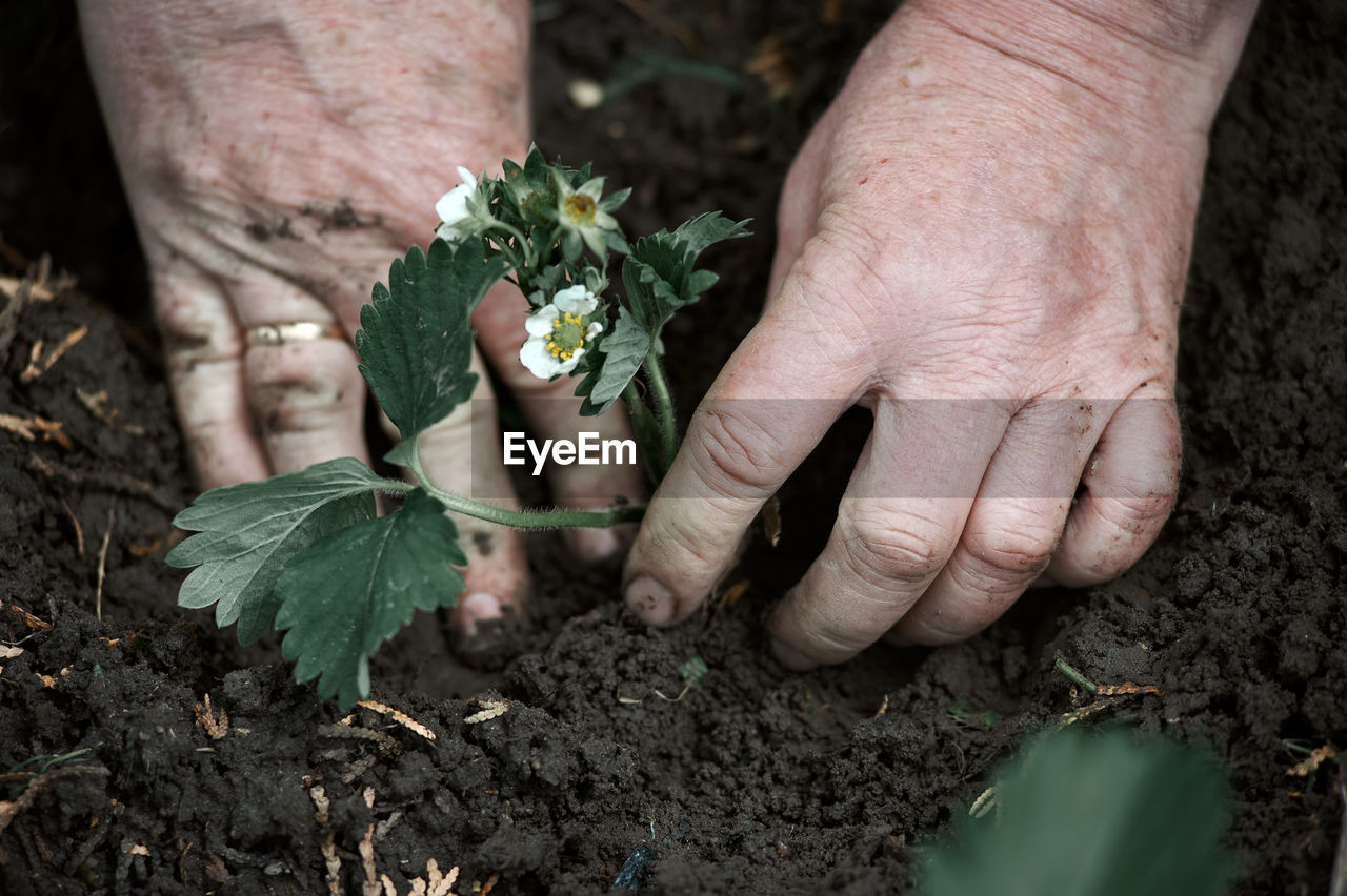 Planting strawberry seedlings with hands in the ground in the garden, spring, village