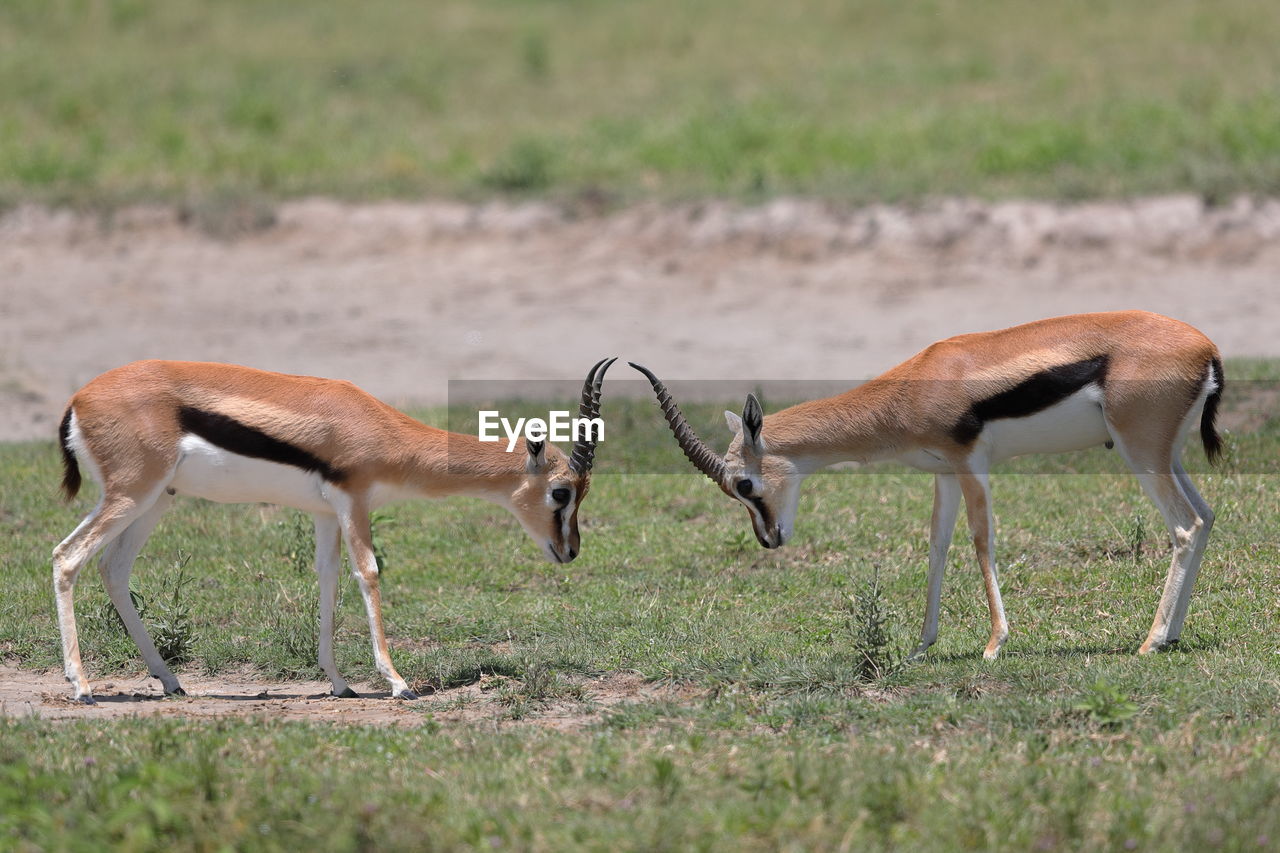 Side view of deer on field