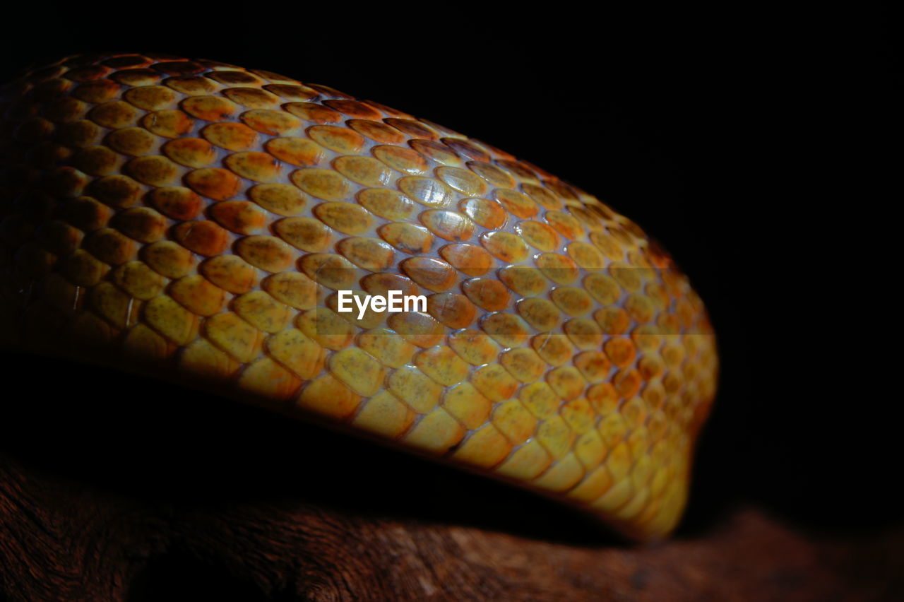 Close-up of rat snake on wood