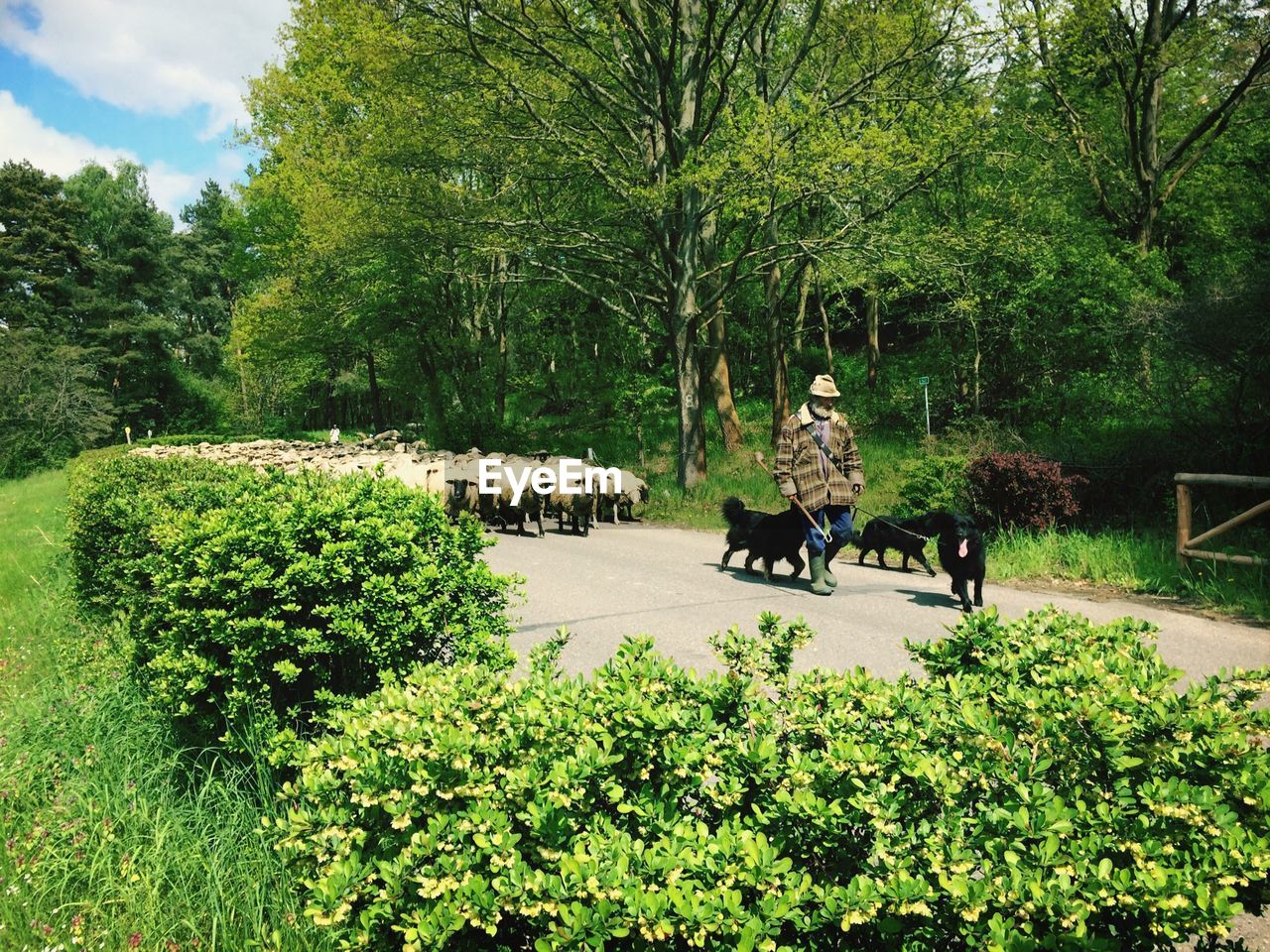 Herding sheep with dogs on country road along trees