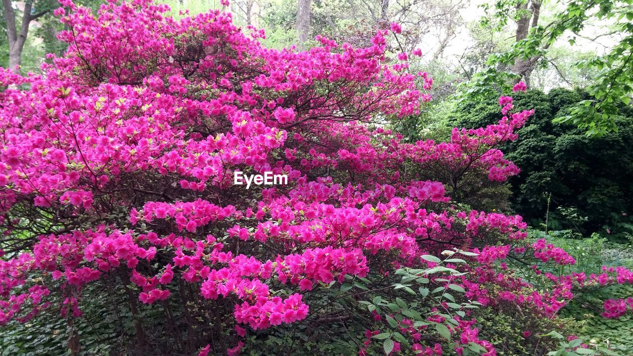 Pink azalea shrub blooming outdoors