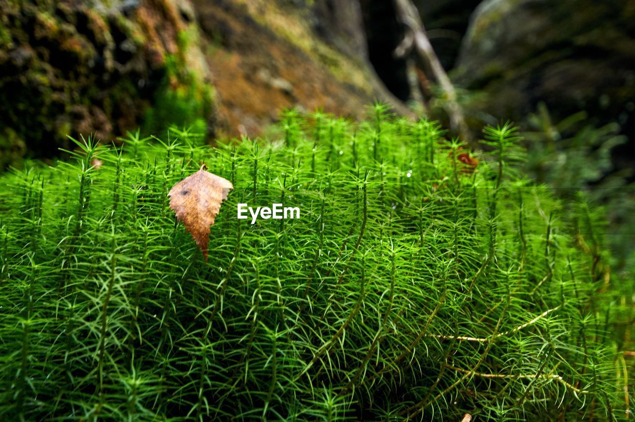 CLOSE-UP OF LEAVES ON GRASS