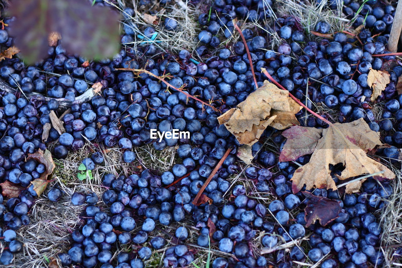 High angle view of fallen blue grapes and dry leaves on land