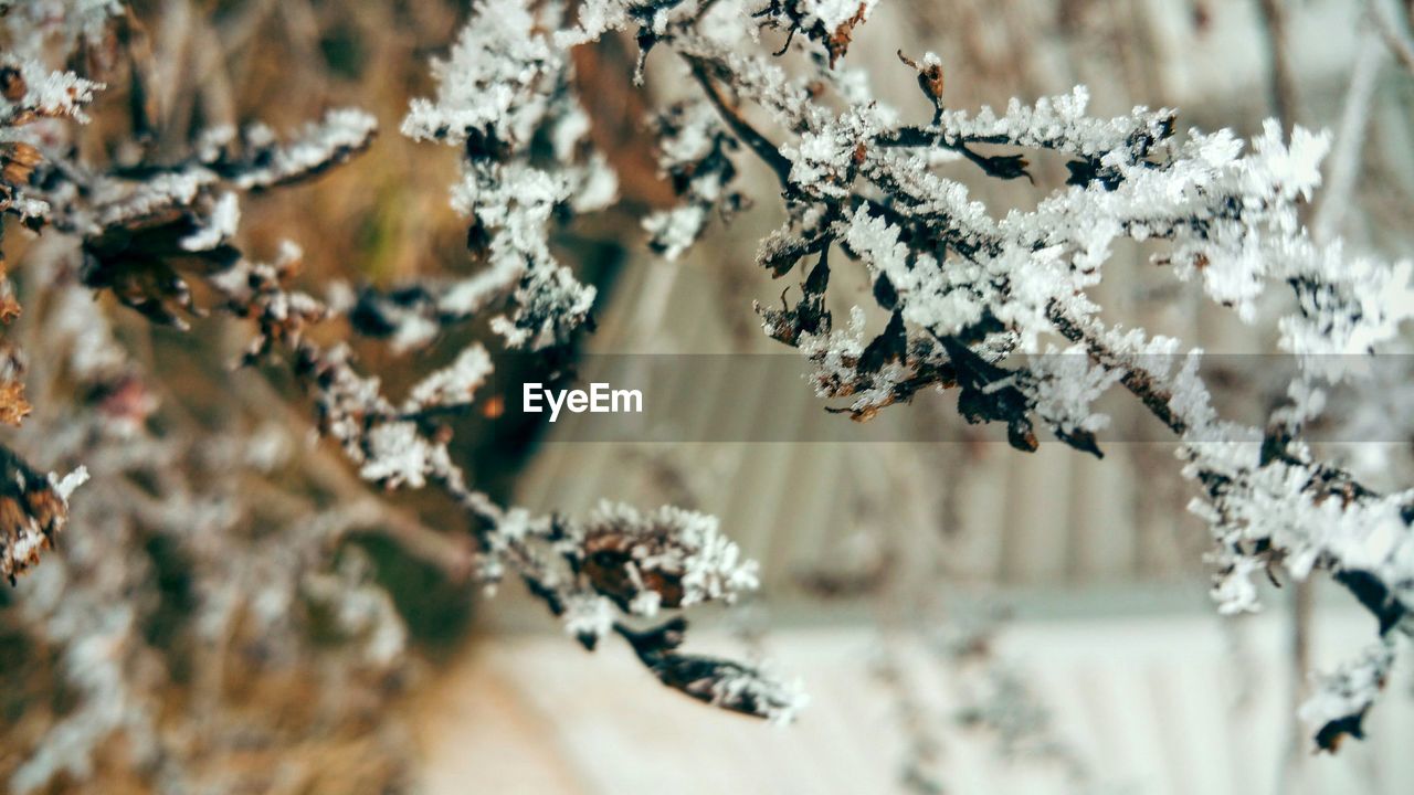 Close-up of frost on plant