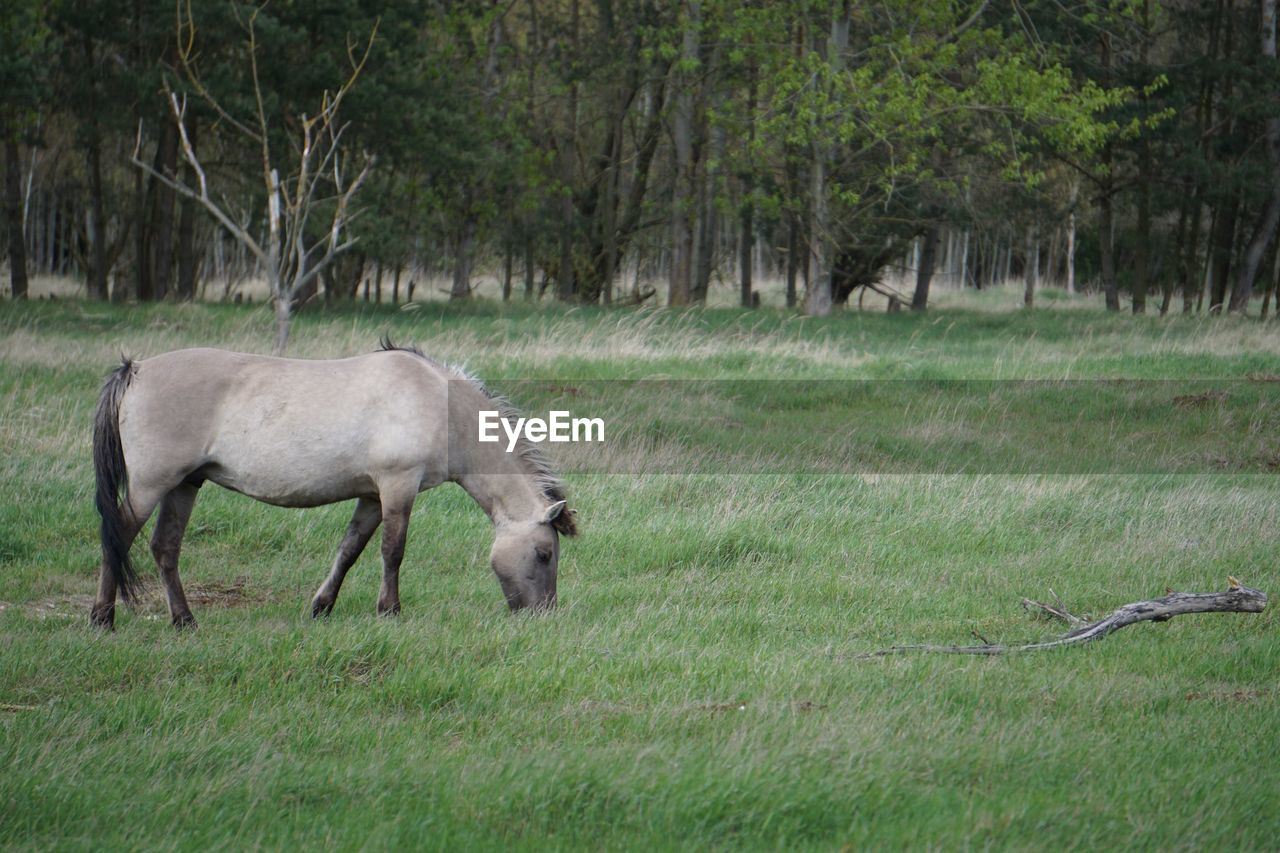 SHEEP GRAZING ON FIELD