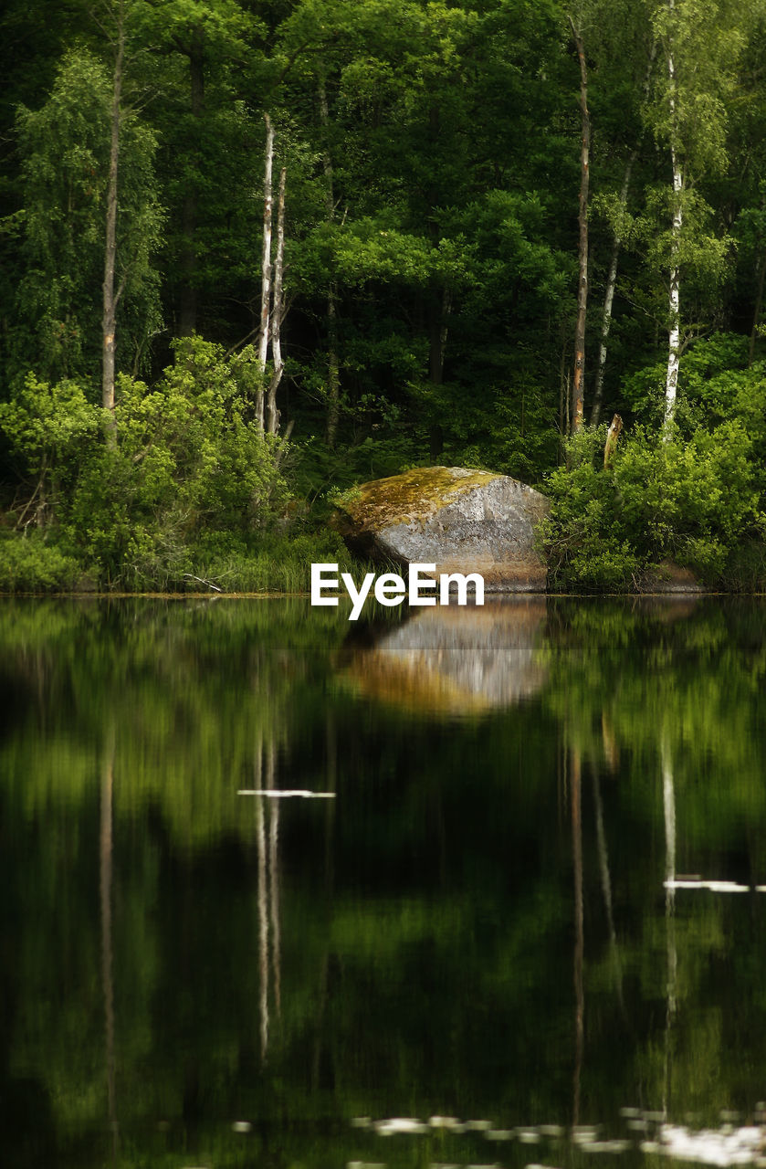 Reflection of trees in calm lake