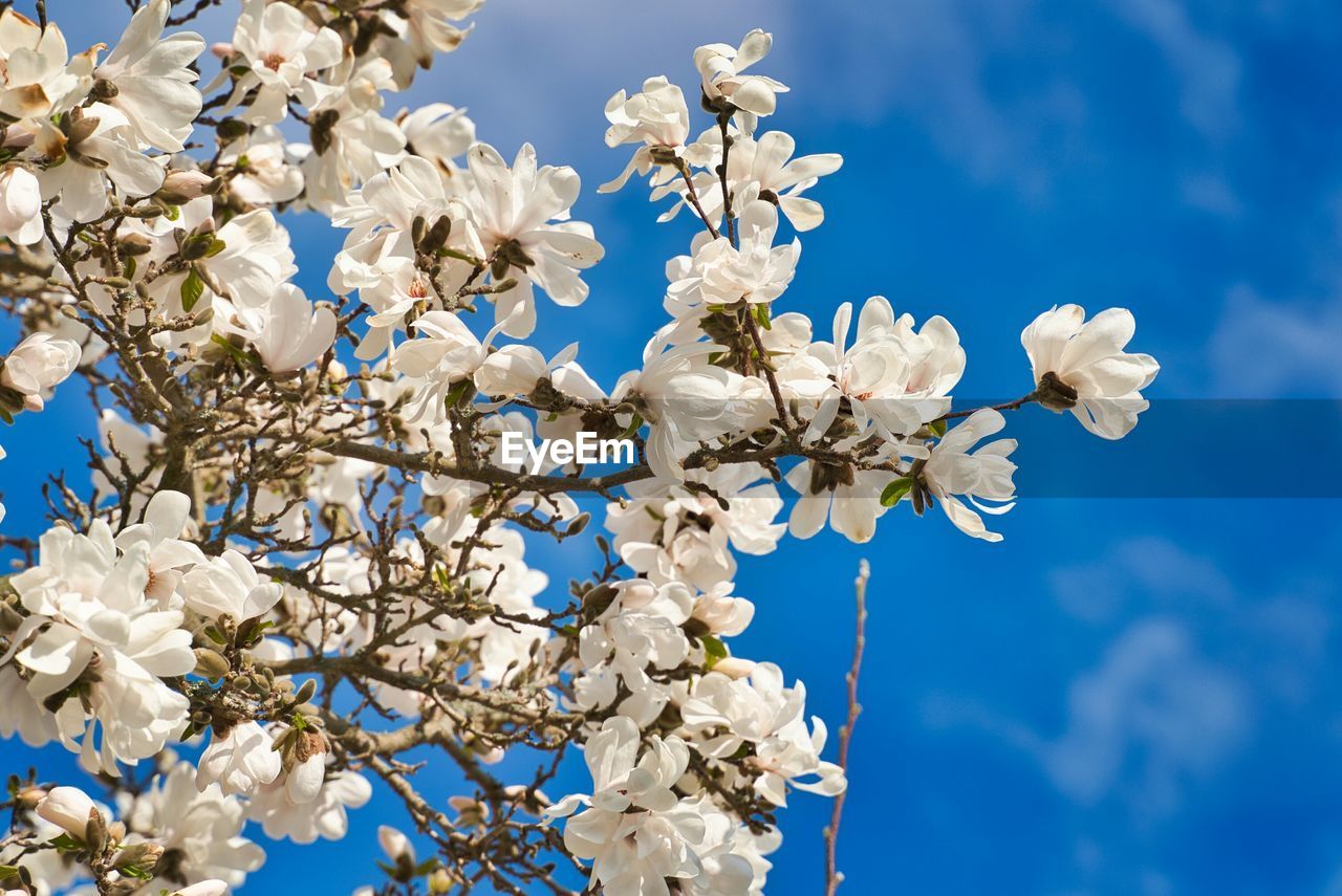 LOW ANGLE VIEW OF WHITE FLOWERING TREE AGAINST SKY