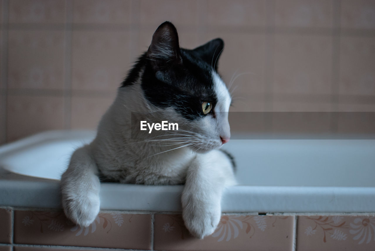 Close-up of kitten on bathtub while looking away in bathroom