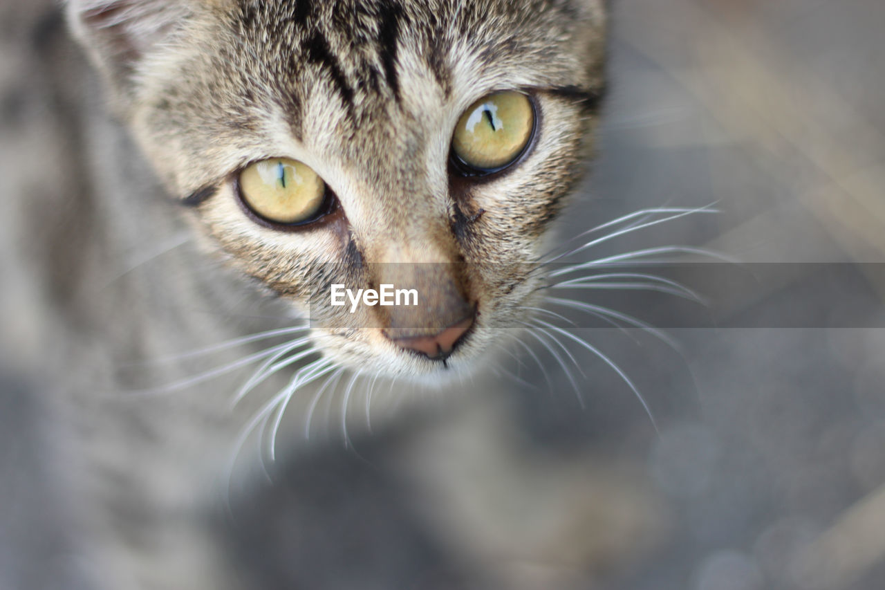 Close-up portrait of a cat