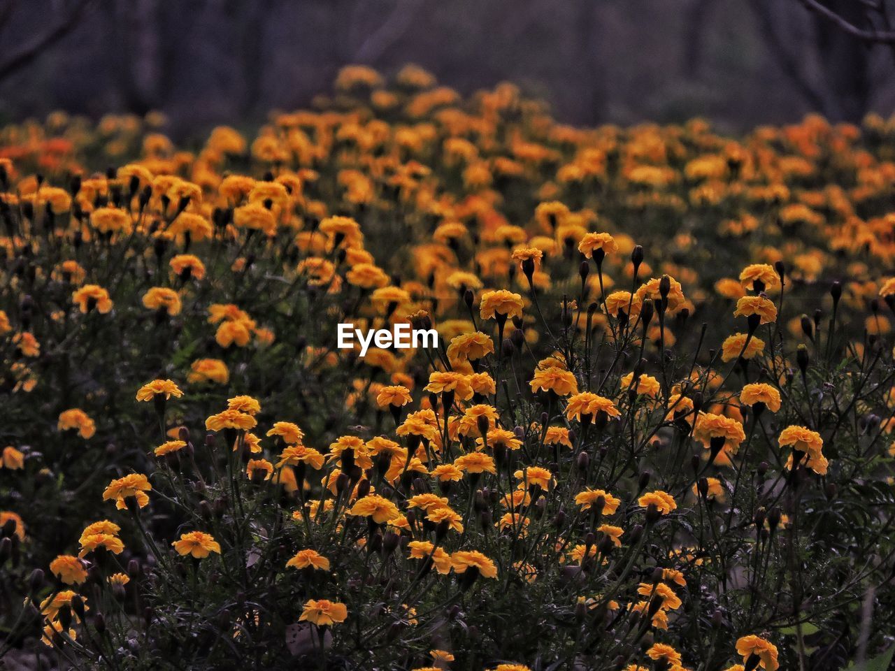 Close-up of yellow flowering plants on field