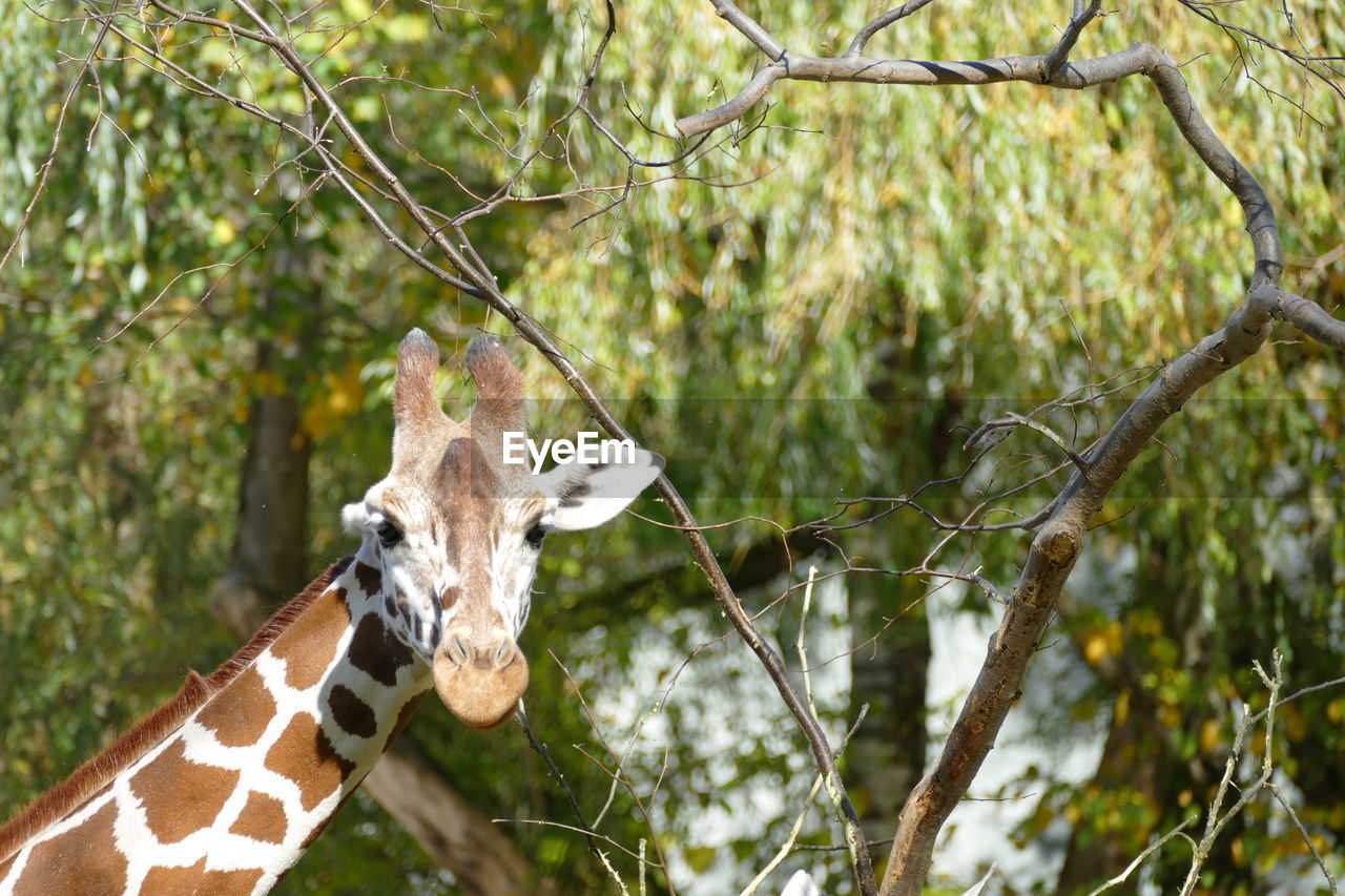 CLOSE-UP OF GIRAFFE ON BRANCH IN FOREST