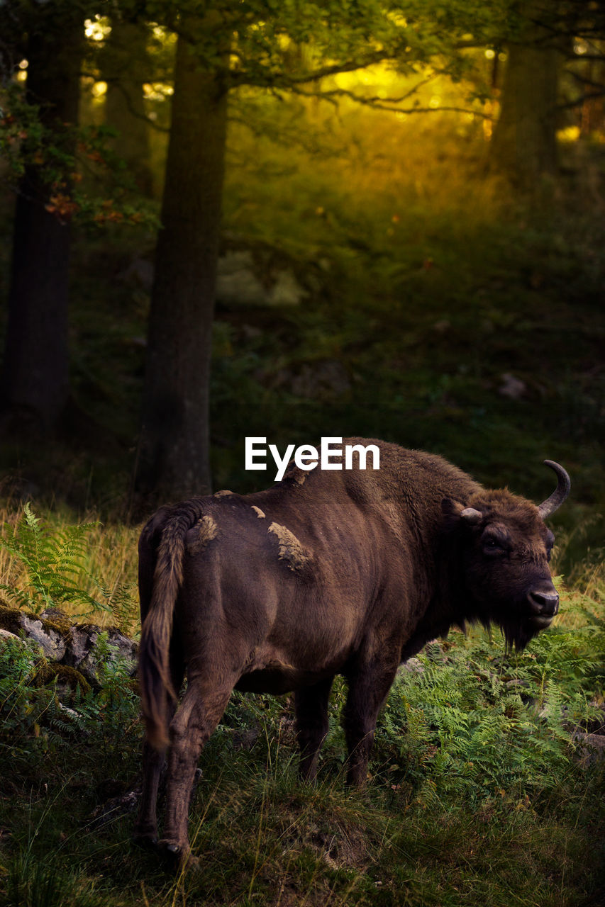 Buffalo looking away in scandinavian wildlife park