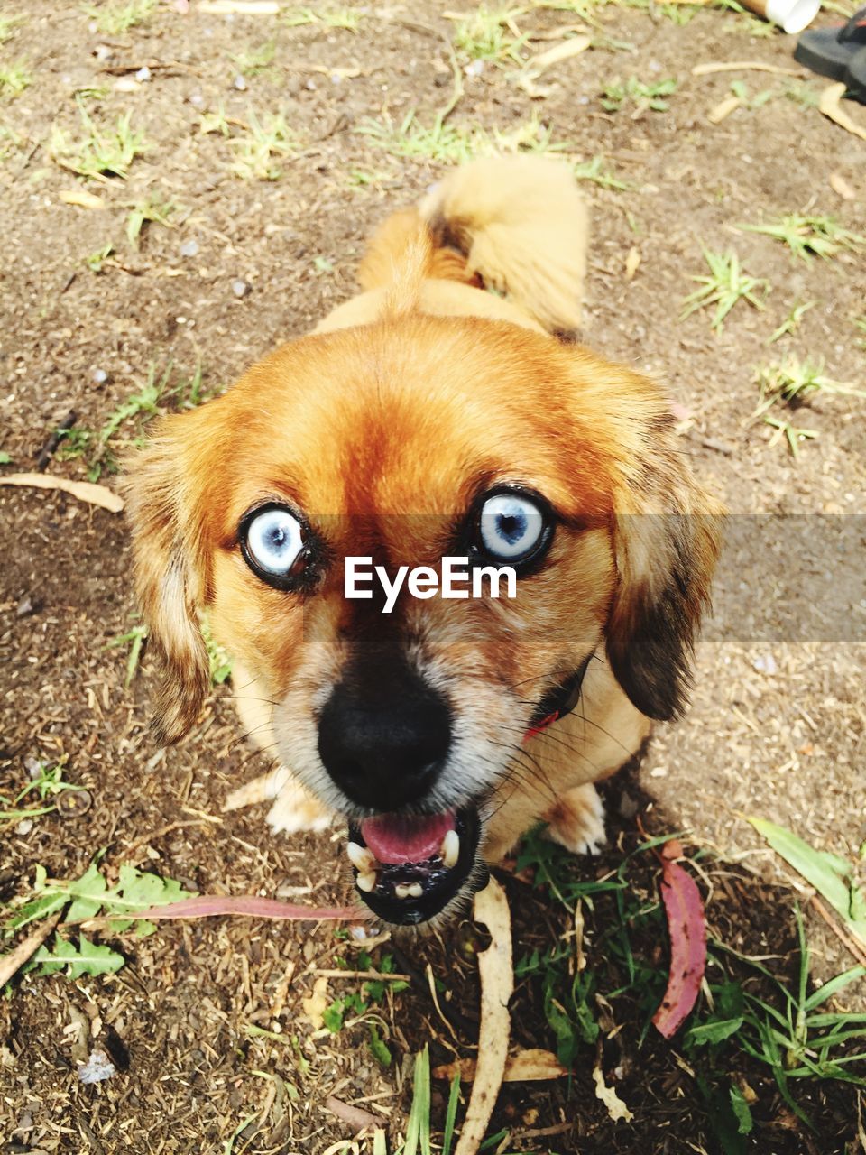 High angle view of dog in golden gate park