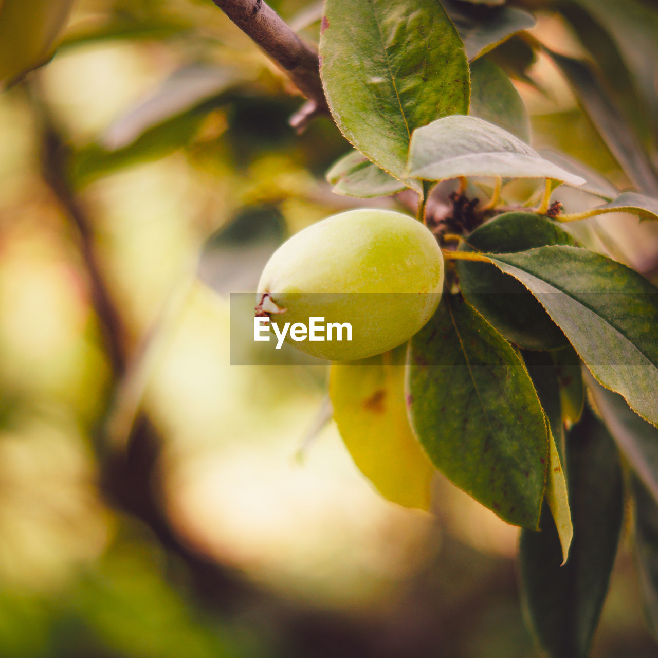 Close-up of fruit growing on tree