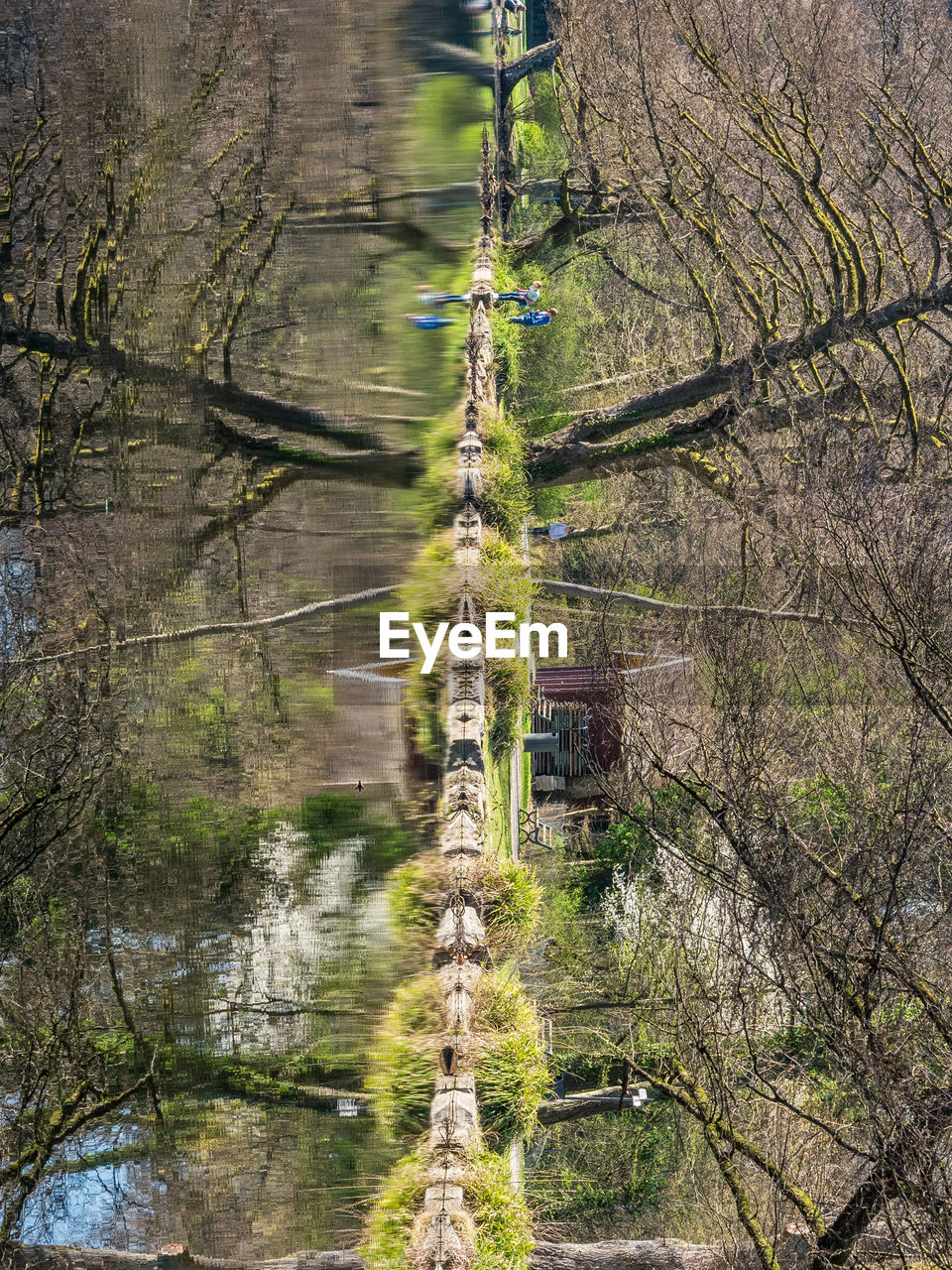 Close-up of tree