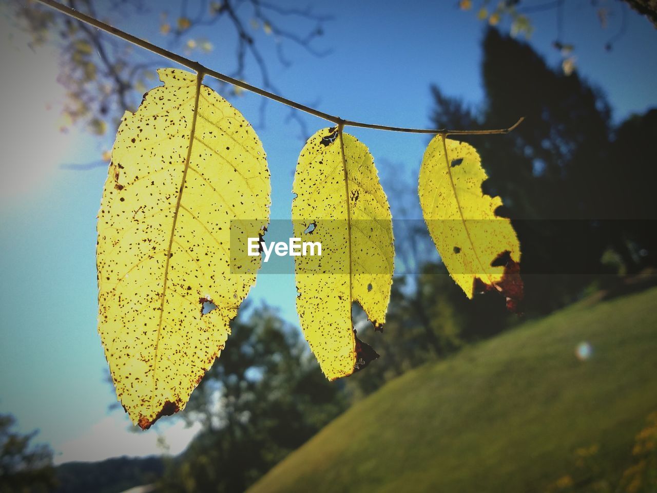 Close-up of yellow maple leaf against sky