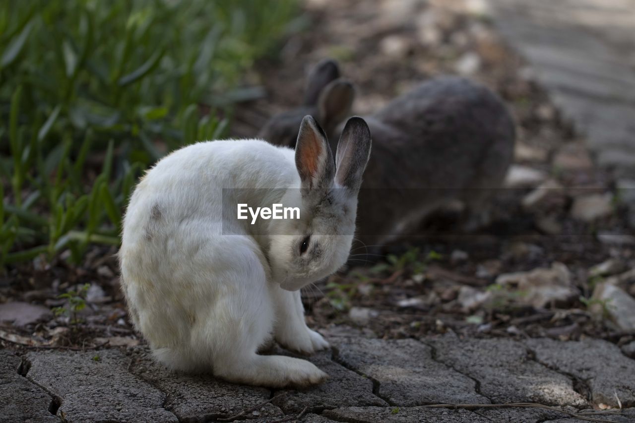 Close-up of white rabbits on field