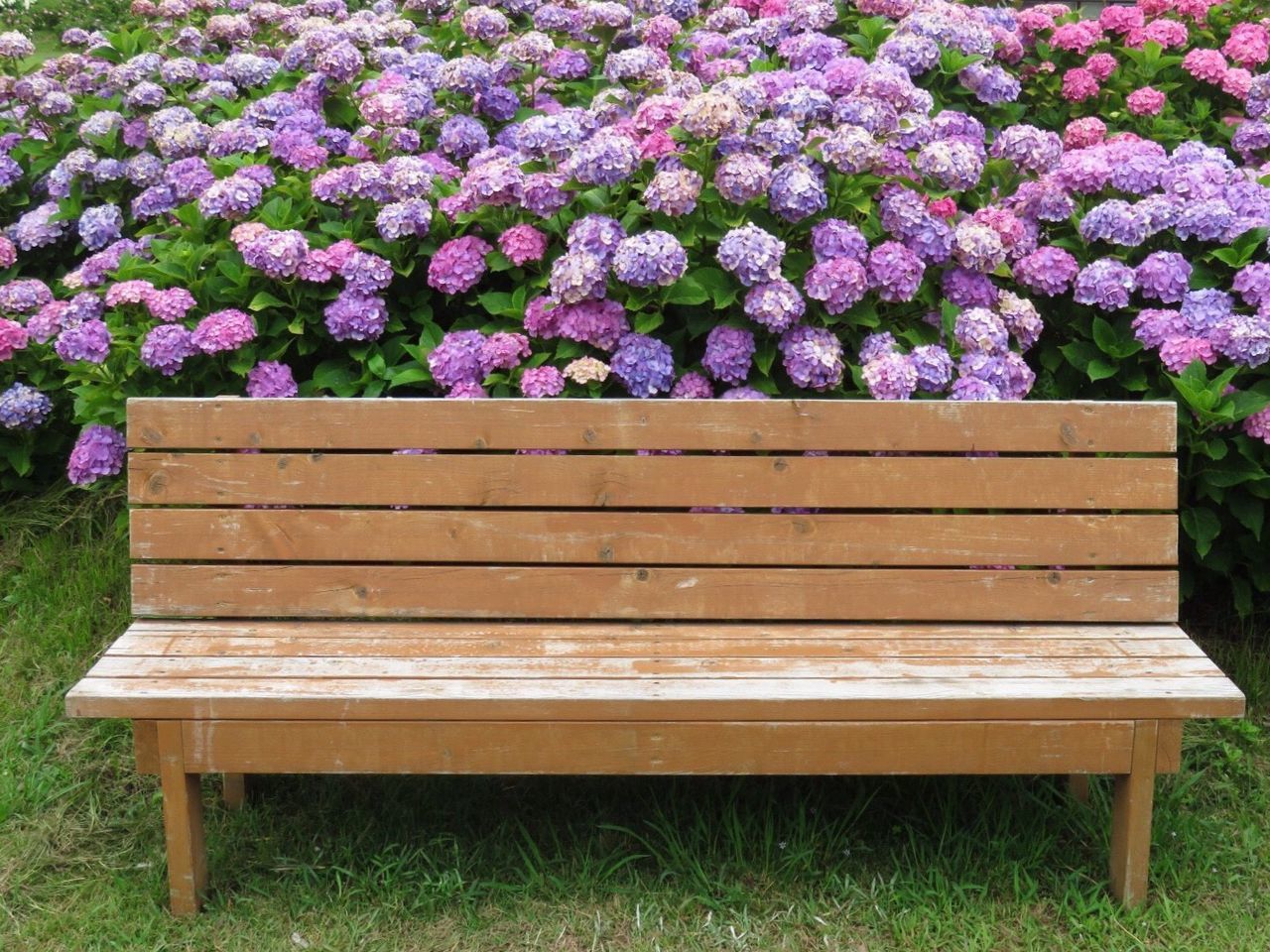 PURPLE FLOWERS ON BENCH