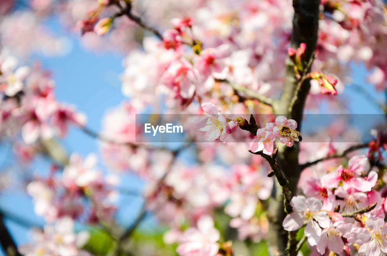 CLOSE-UP OF CHERRY BLOSSOM