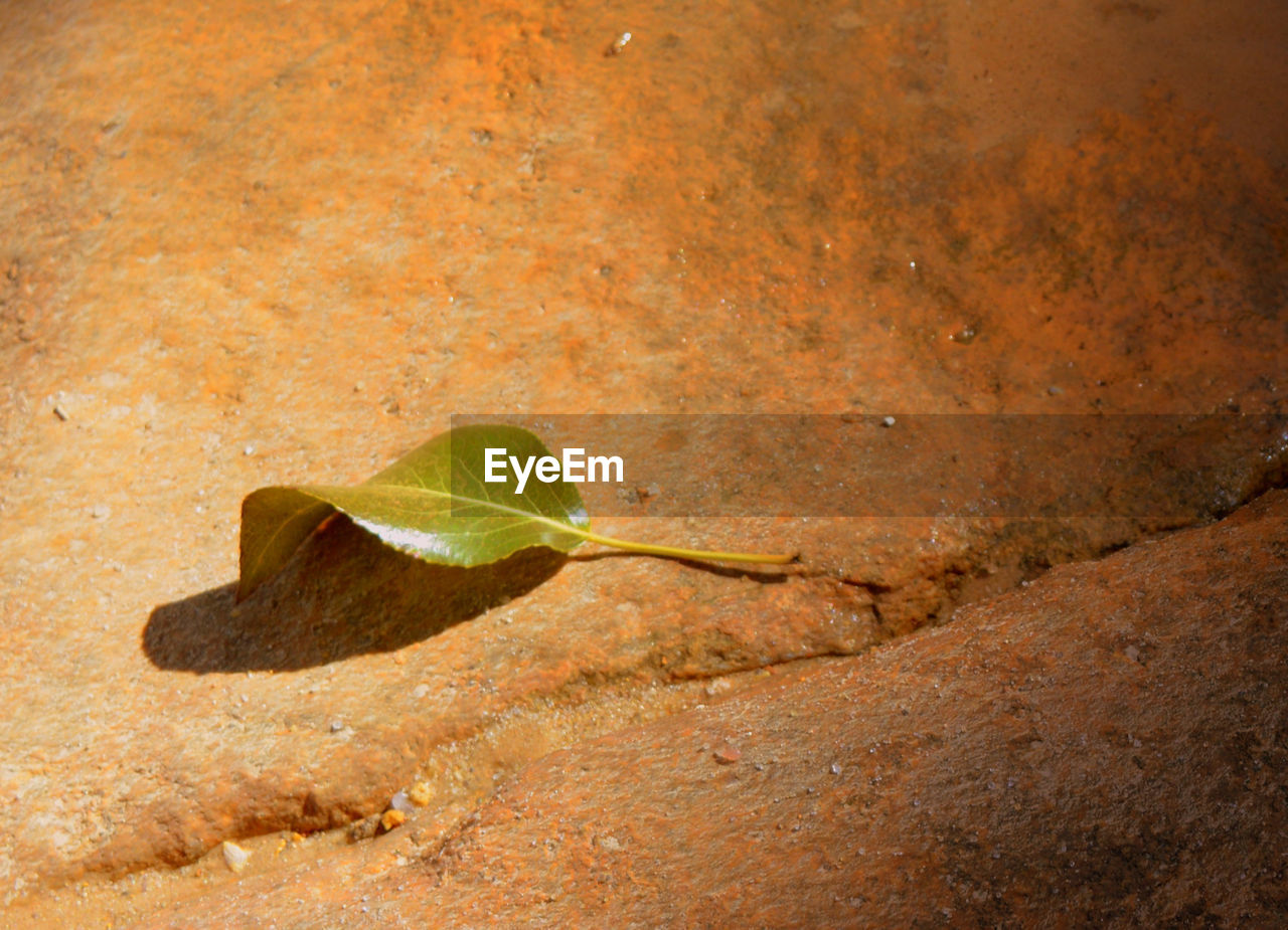 HIGH ANGLE VIEW OF LEAF ON LAND