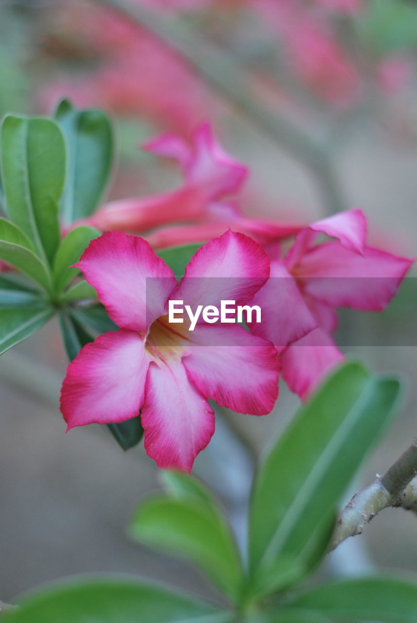 Close-up of pink rose flower