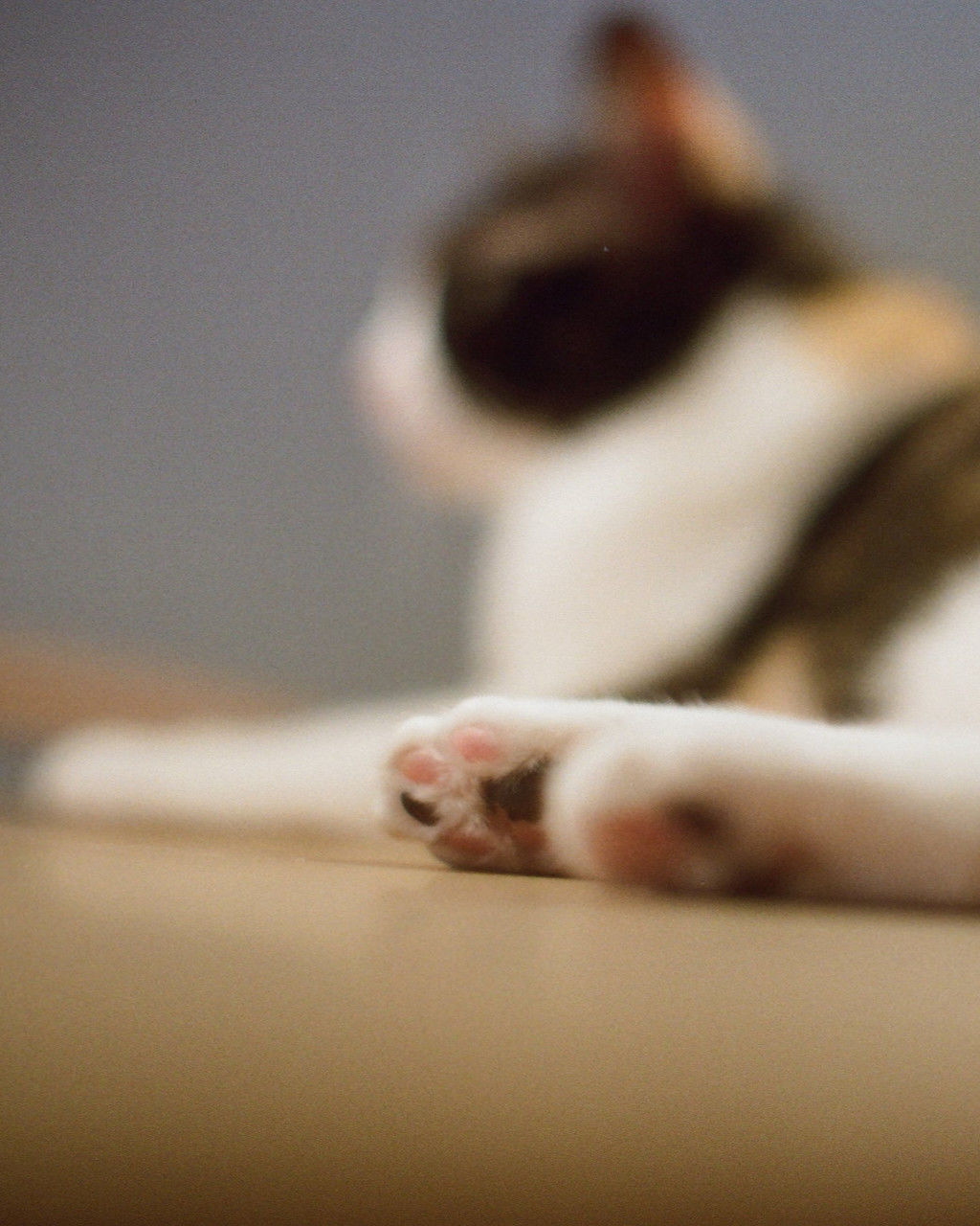 cat, skin, pet, mammal, animal themes, animal, indoors, domestic animals, one animal, hand, close-up, white, one person, limb, relaxation, nose, small to medium-sized cats, lying down, dog, canine, selective focus, human leg, domestic cat