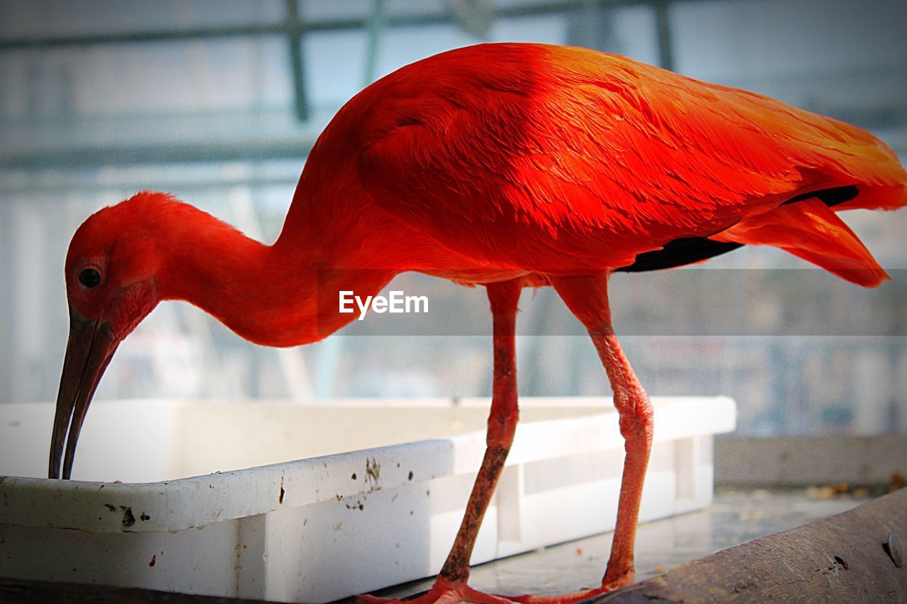 Close-up of scarlet ibis at zoo