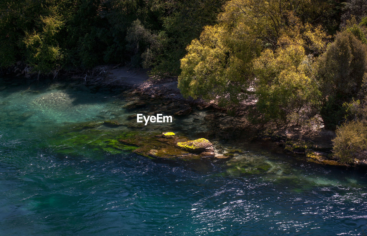 Scenic view of river amidst trees in forest