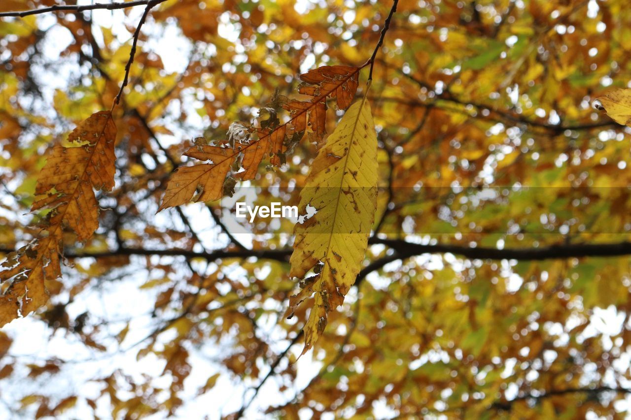 Low angle view of maple leaves on tree