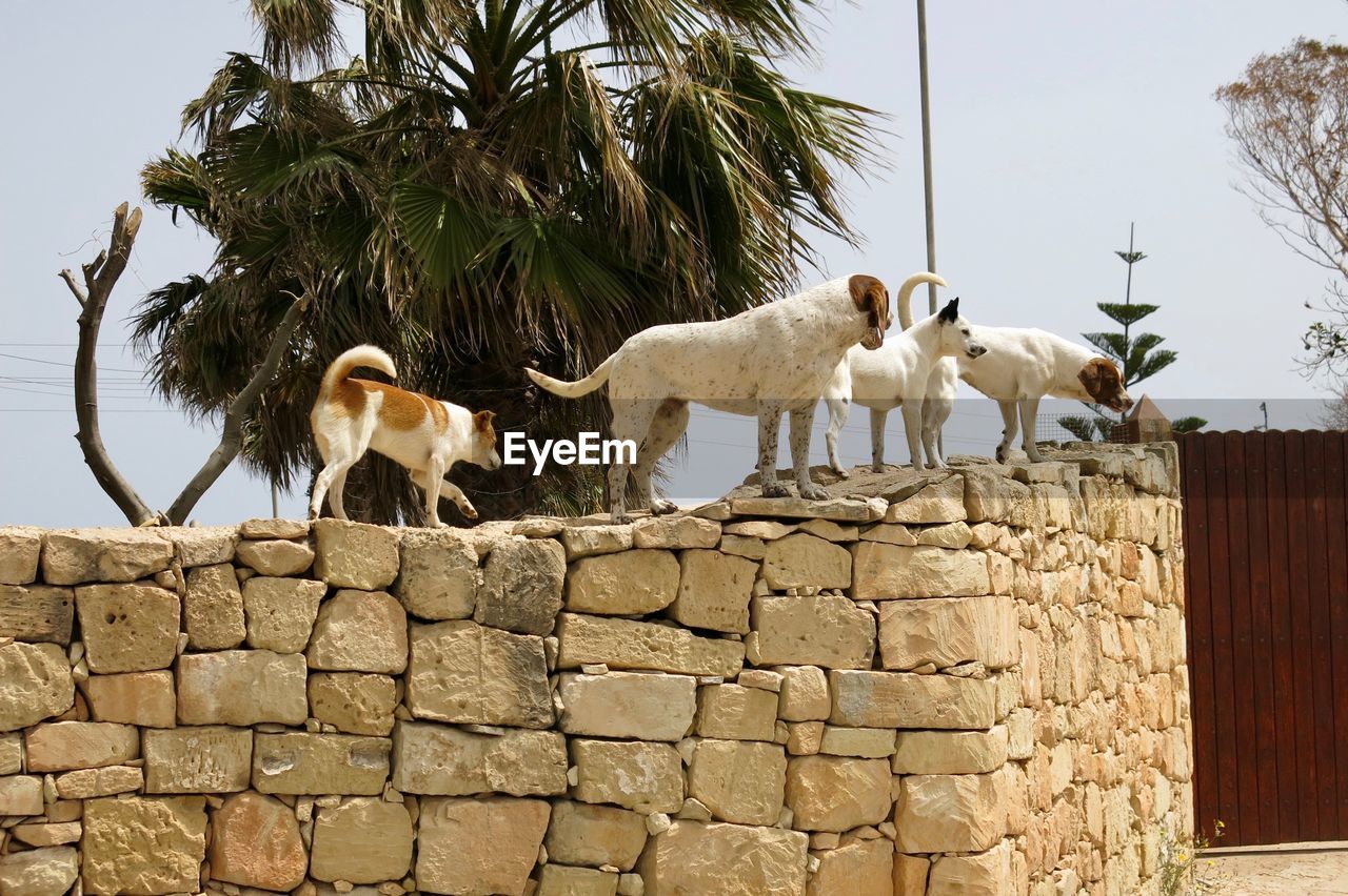 Dogs standing on retaining wall against sky