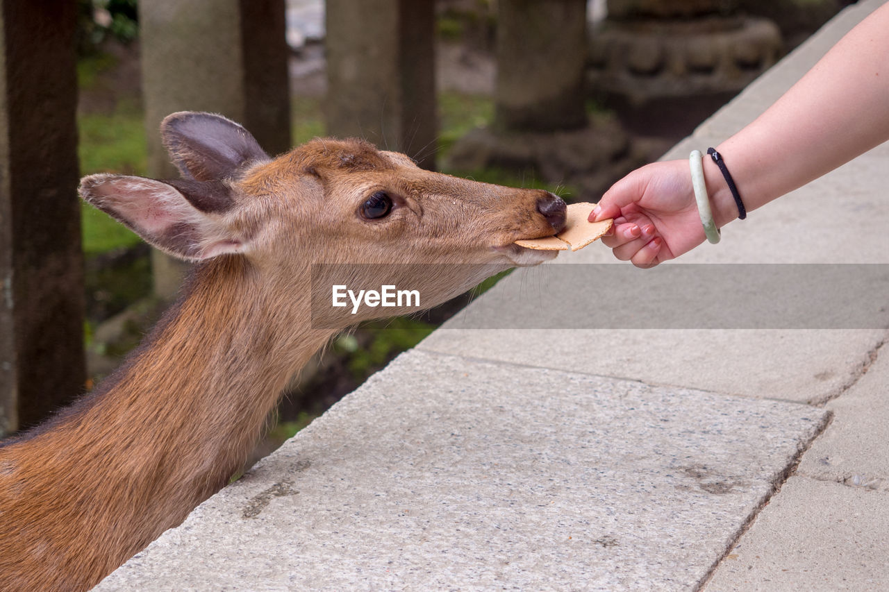 CLOSE-UP OF HAND FEEDING DEER OUTDOORS