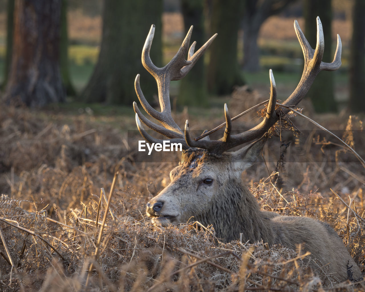 DEER IN GRASS