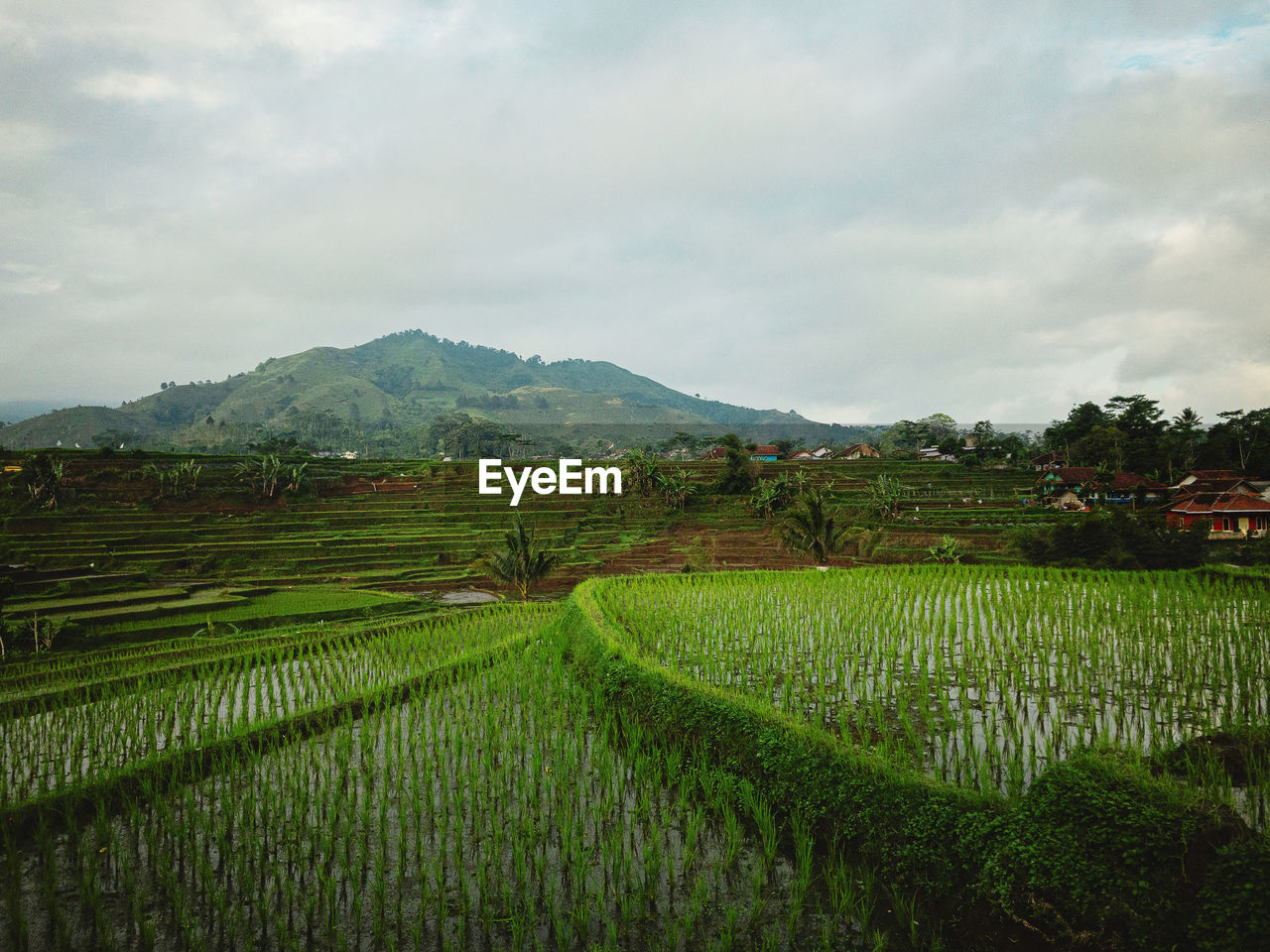 Scenic view of agricultural field against sky