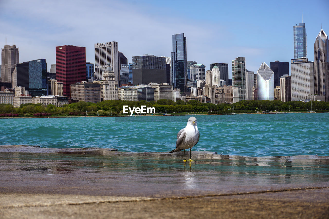 BIRDS PERCHING ON RIVER BY CITY