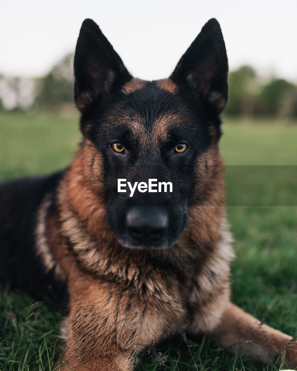 Portrait of dog sitting on field