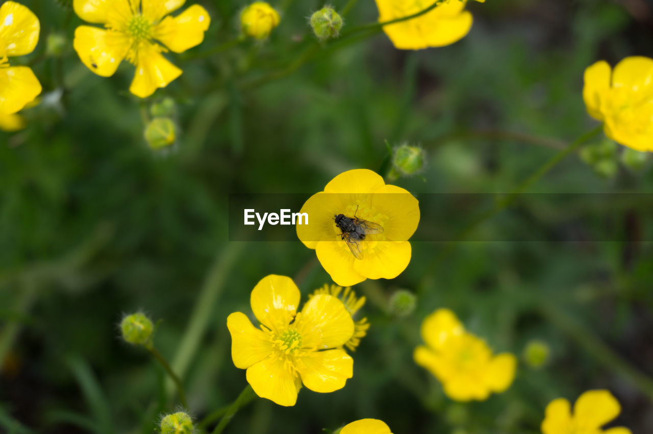 Close-up of yellow flowering plant